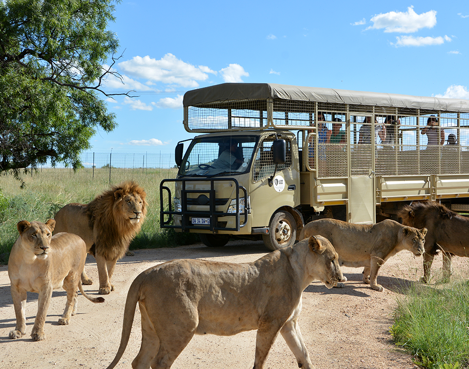 Lion & Safari Park